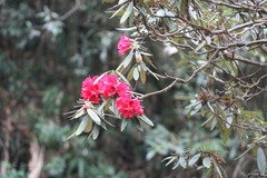 Rhododendron arboreum